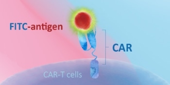 Evaluating CAR expression with biotinylated, fluorescence-labeled, and unconjugated proteins