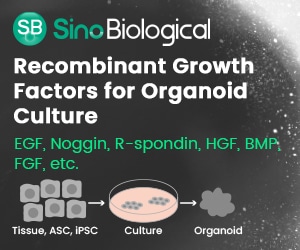 Essential growth factors (recombinant) for organoid cultures