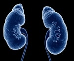 Protein discovery could open up new treatment options for chronic kidney disease