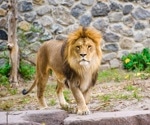 Understanding the probable transmission of SARS-CoV-2 from lion to zookeepers