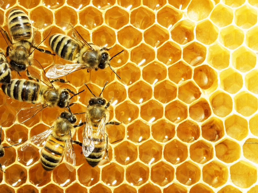 Understanding How NMR Can Help to Prevent Honey Fraud