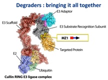 Targeted Protein Degradation and Degrader Development