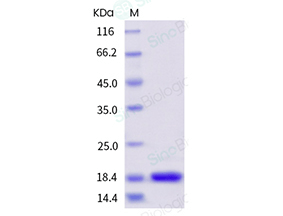 Recombinant IL-18 Protein from Sino Biological